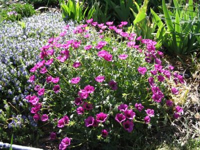 Purple geranium