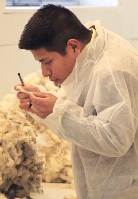 Student examines wool from a fleece