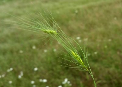 Image of heads of medusahead grass