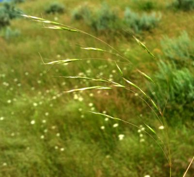 Image of seed heads of ventenata