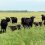 Can functional genomics be used to improve fertility in cattle?
