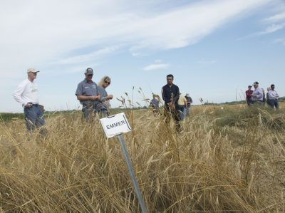 People in field of grain