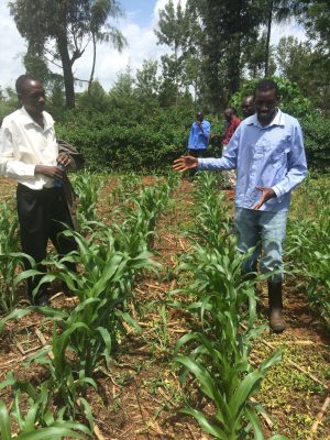 Researchers in a maize field in Kenya.