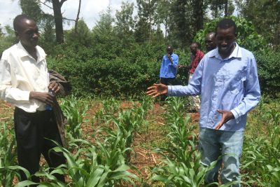 Researchers in maize field in Kenya.