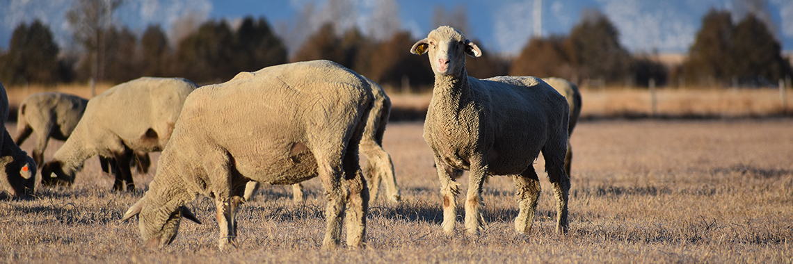 Sheep grazing on brown grass field.