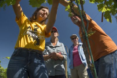 People reaching for grape vines