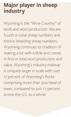 Wyoming is major player in the sheep industry. We are 4th in total sheep numbers and 3rd in breeding sheep numbers.