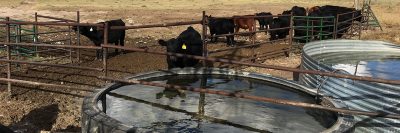 Steers, fences and water tanks
