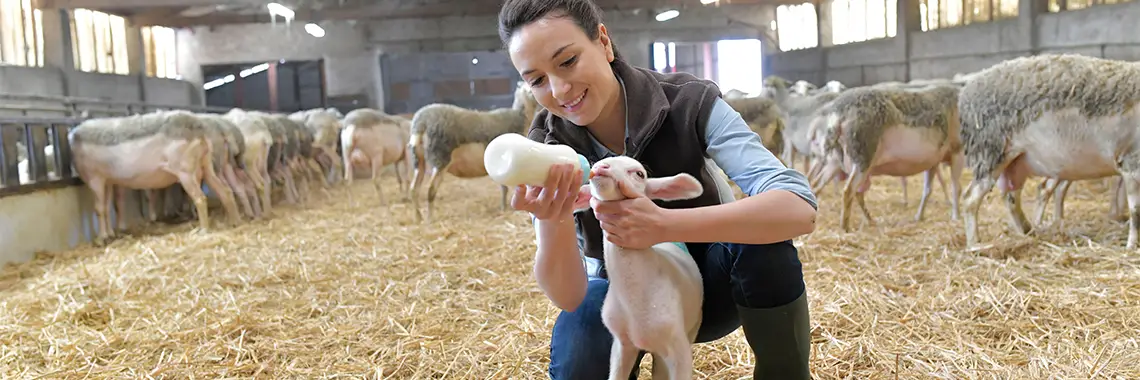 Woman bottle feeding lamb