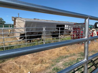 Black cows walk out of livestock hauler laying on its side.