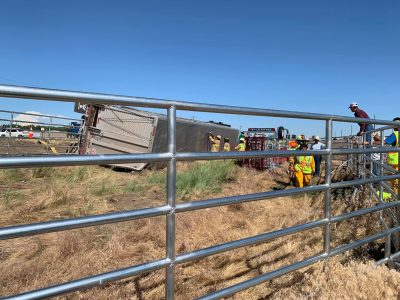 Emergency responders cut a hole in a tipped over livestock truck to allow cattle to safely escape. Scene was surrounded by portable metal corrals.