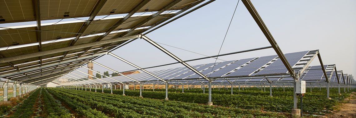 Solar panels in a field with a low crop growing underneath.