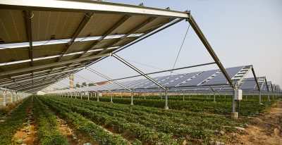 Solar panels in a field with a low crop growing underneath.