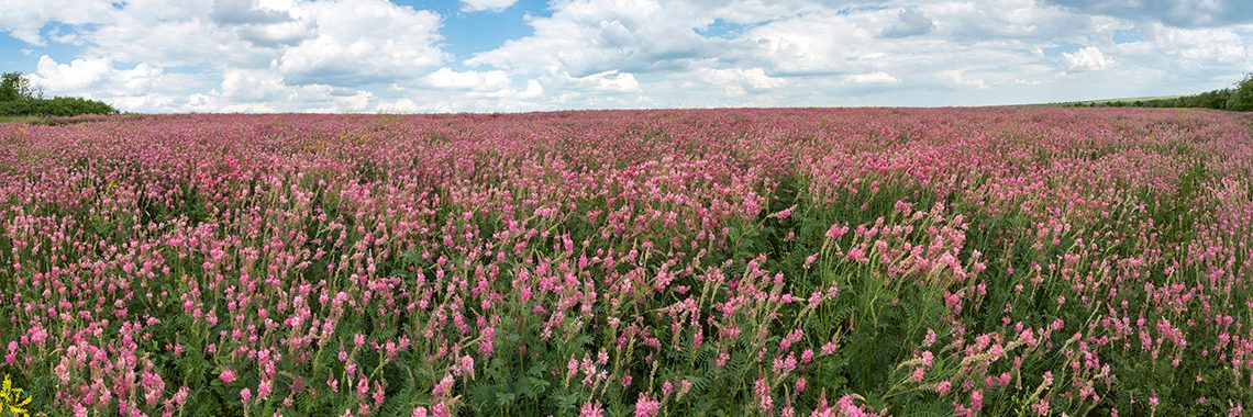 Field of pink flowers with feathery green leaves.