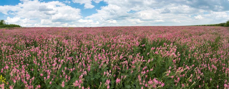 Field of pink flowers with feathery green leaves.