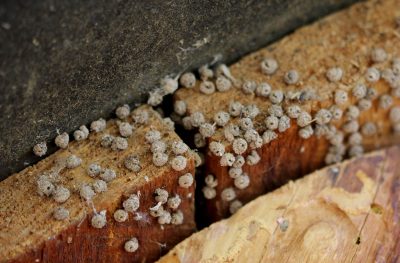 Small, round, light-brown mud-like balls with a hole in the top of each.