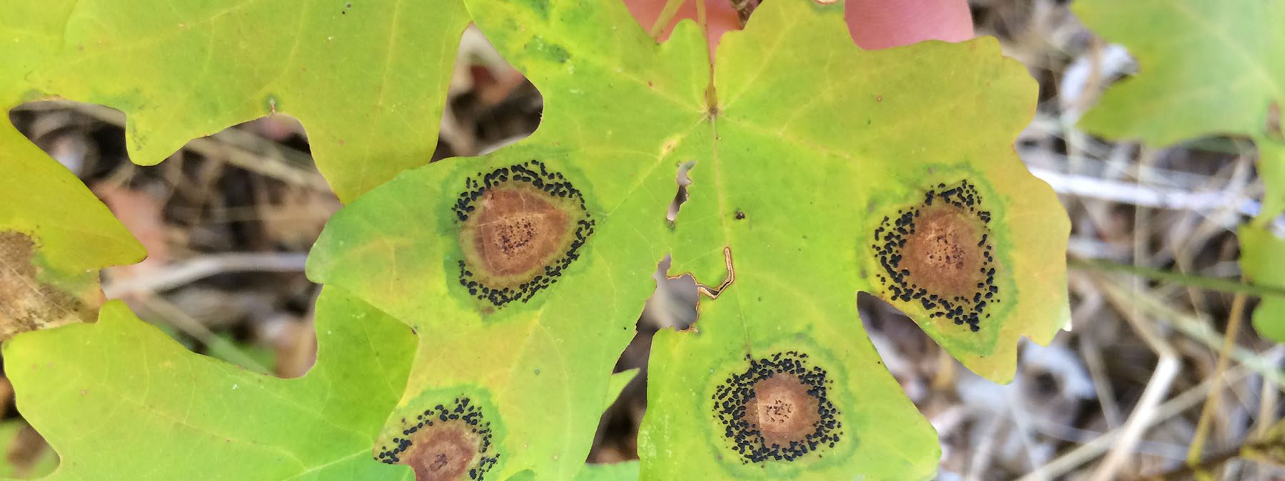 plant pathology plant pathology