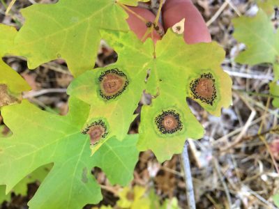 Photograph of diseases leaf with spots