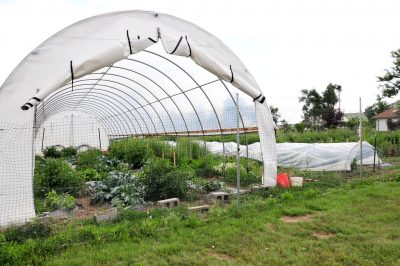 Garden with white plastic high tunnel and white plastic low row cover.