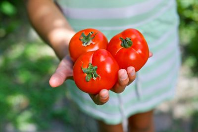 Girl's hand holding 3 red tomatoes.