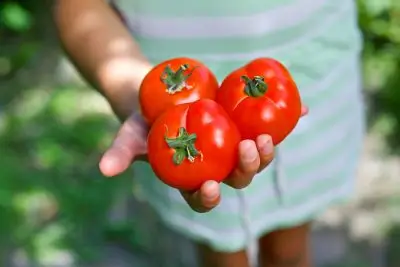 Girl's hand holding 3 red tomatoes.