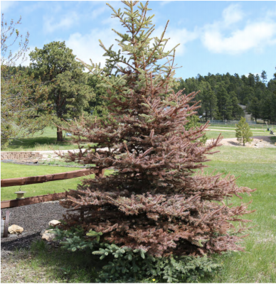 Spruce tree with browning needles