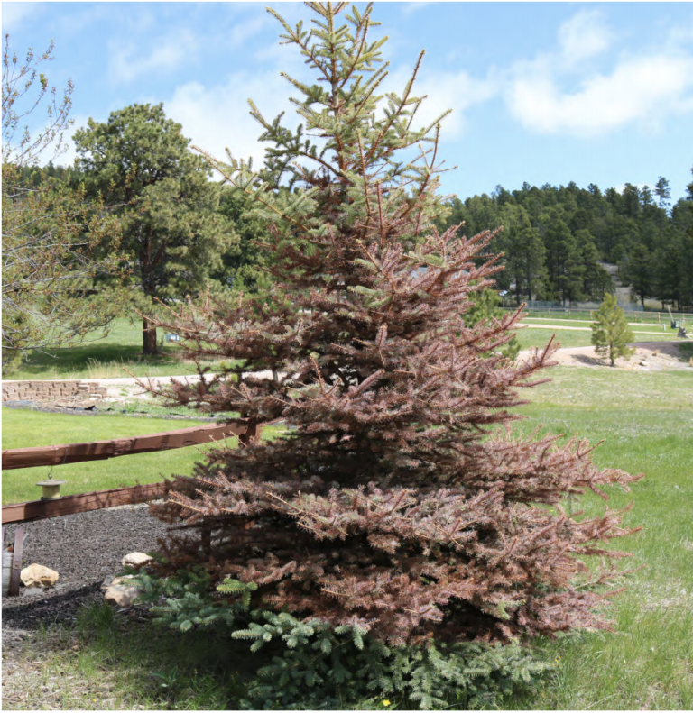 UW Extension publication explains spruce tree winter injuries – AgNews
