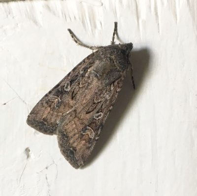 photography of moth