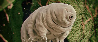 Ilustration of a tardigrade