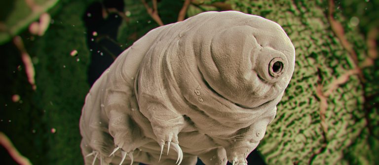 Ilustration of a tardigrade