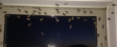 Photograph of moths