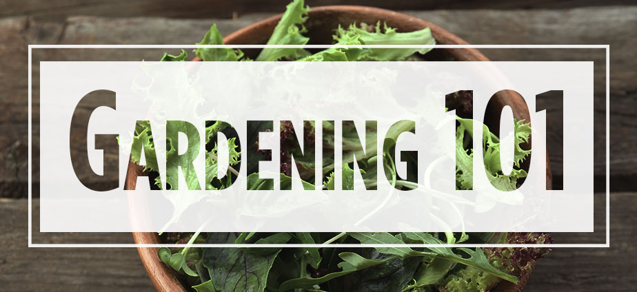 Text Gardening 101 over image of lettuce in brown bowl