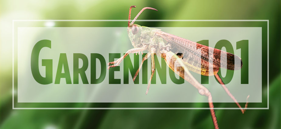 grasshopper jumping with Gardening 101 text overlaid