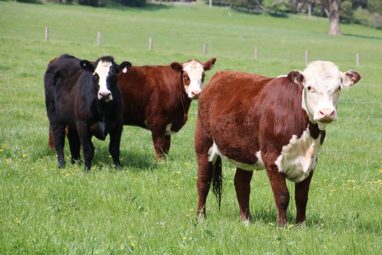 Two red and white cows and one black cow in a green pasture.