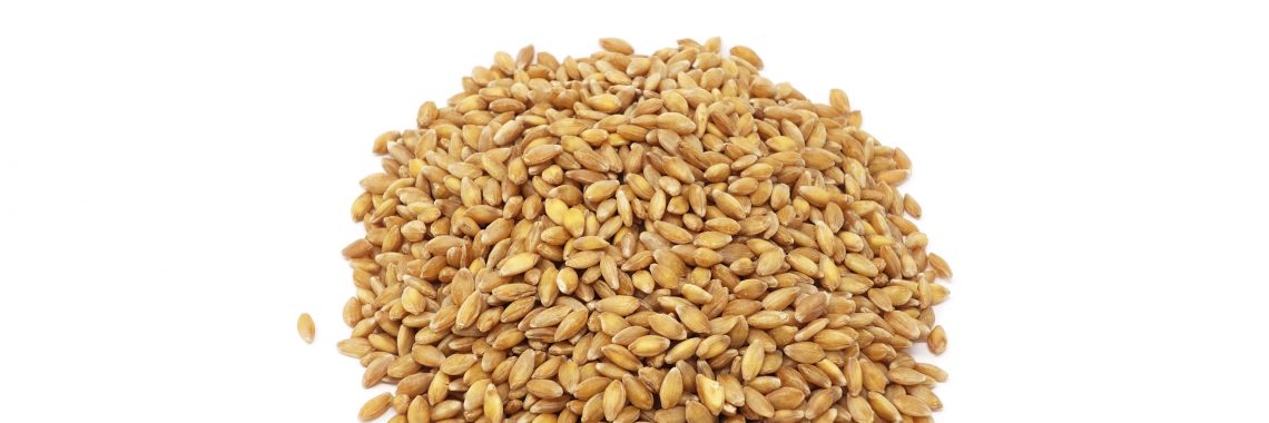 pile of wheat grains on white background