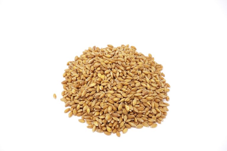 pile of wheat grains on white background