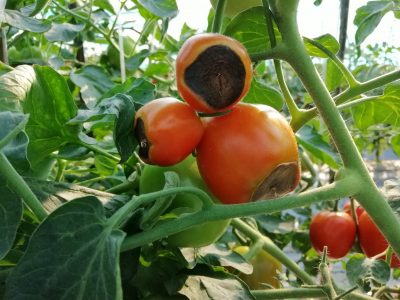 black-bottomed red tomatoes on the vine