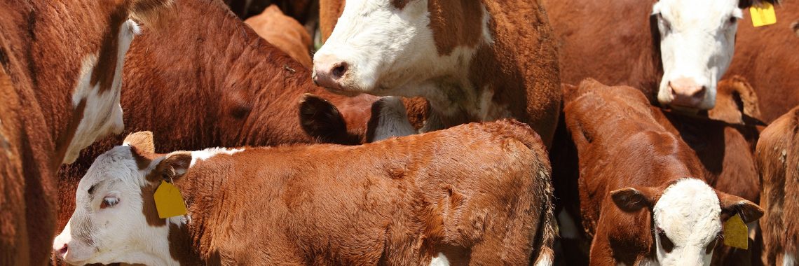 Group of rust colored cows with white faces.