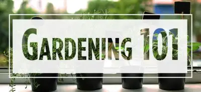 Text "Gardening 101" over image of potted plants