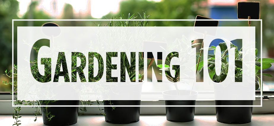 Text "Gardening 101" over image of potted plants
