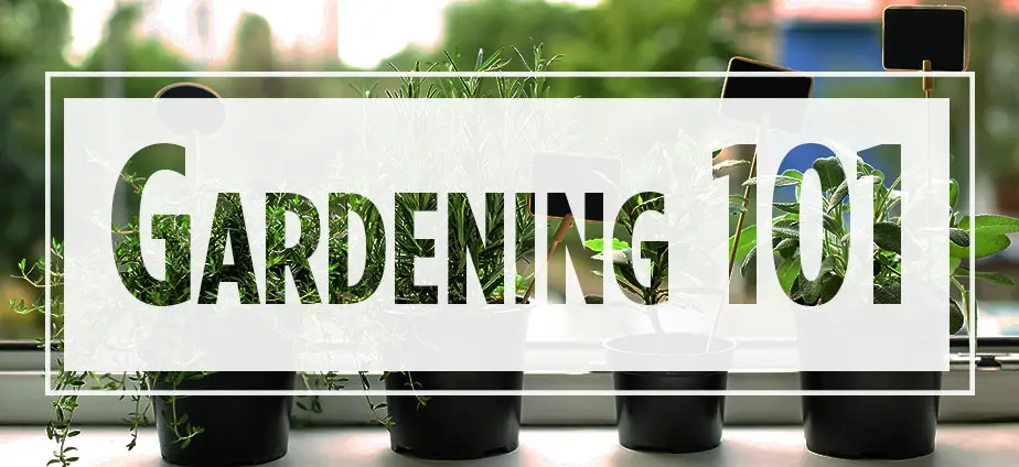 Text "Gardening 101" over image of potted plants