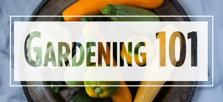 Text "Gardening 101" over image of various squashes