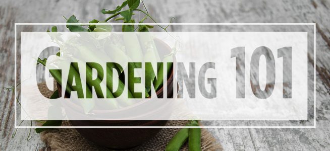 Text "gardening 101" over image of peas in a basket