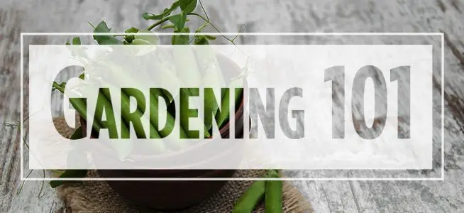Text "gardening 101" over image of peas in a basket