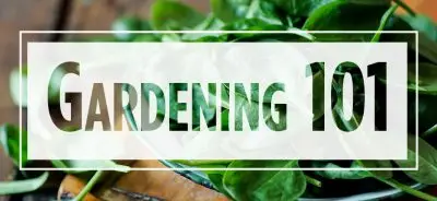 Text "Gardening 101" over image of spinach in a bowl