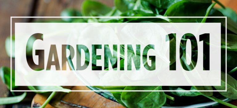 Text "Gardening 101" over image of spinach in a bowl