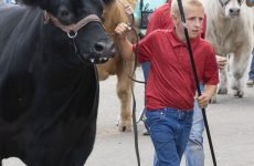 Boy leading steer