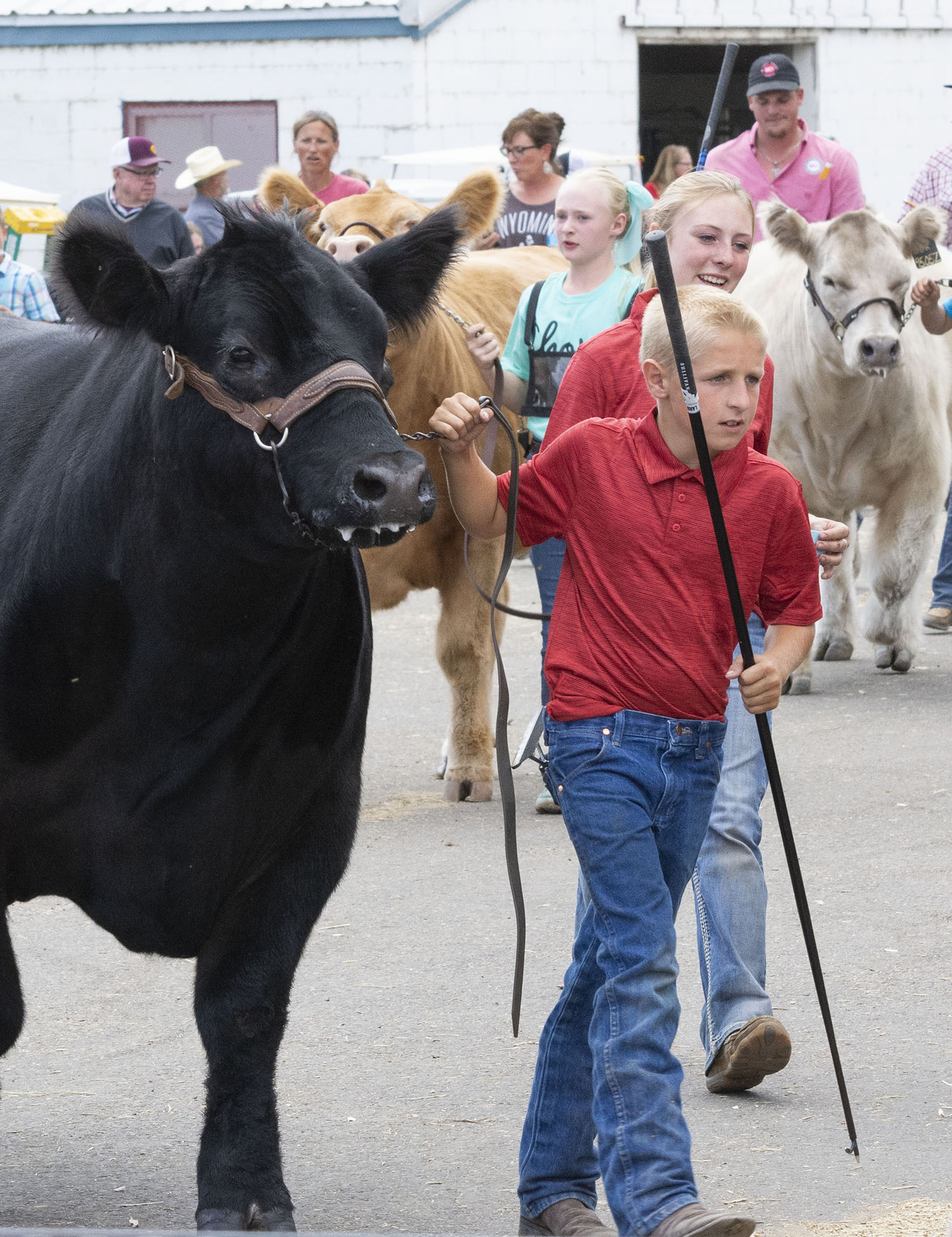 Boy leading steer