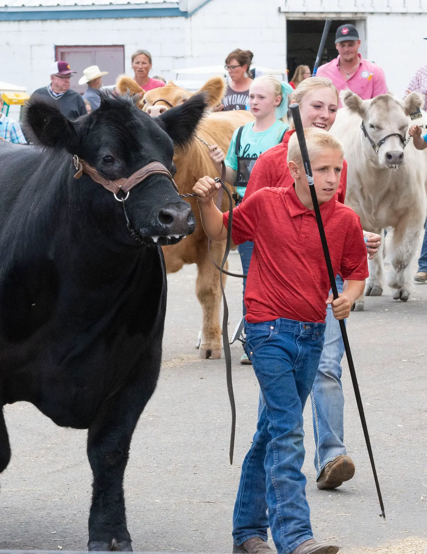 Boy leading steer