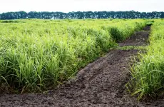 Switchgrass